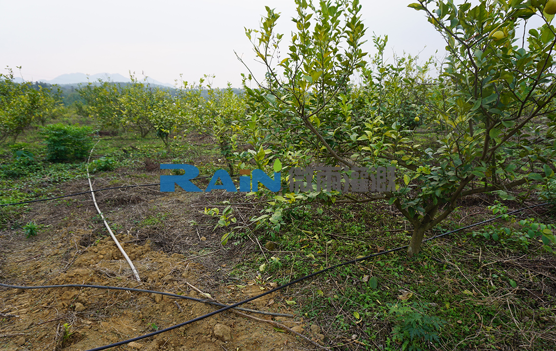 清远德海农业英德石牯塘镇柠檬种植基地