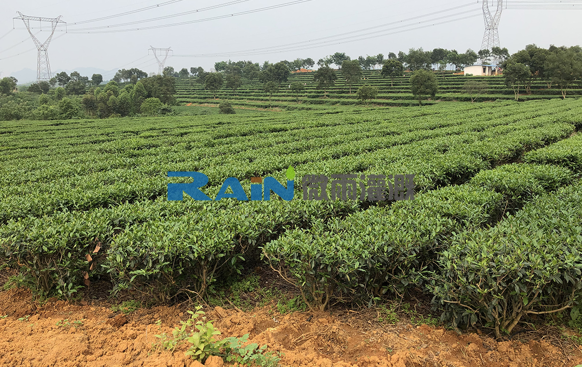 清远市英德龙润茶叶种植基地